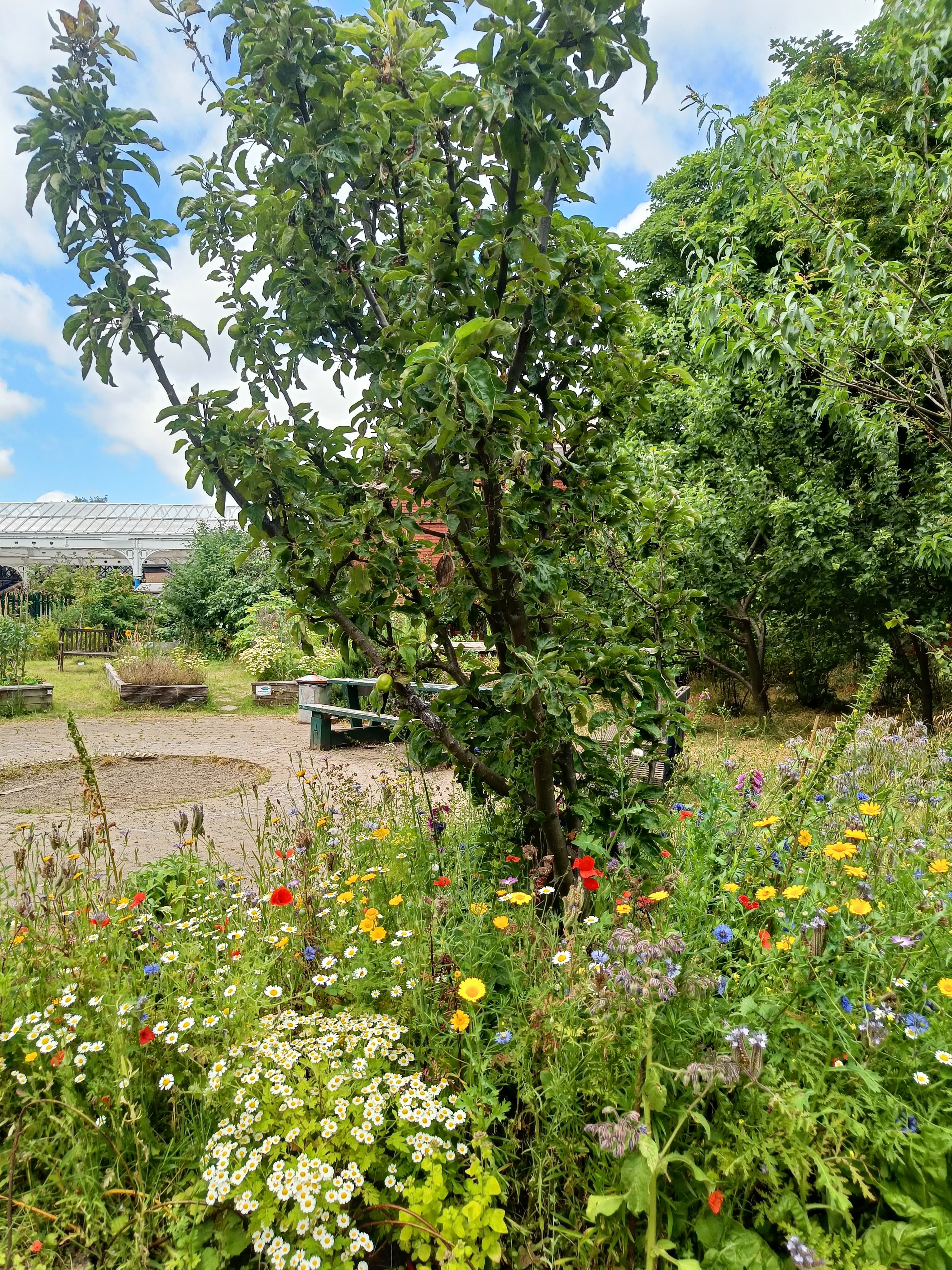 Tree and wildflowers within The Station Master's Community Wildlife Garden, Whitley Bay